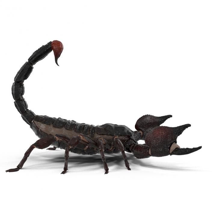 3D Black Scorpion Pose 2