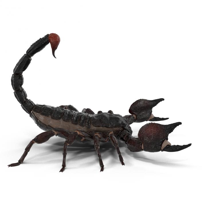 3D Black Scorpion Pose 2