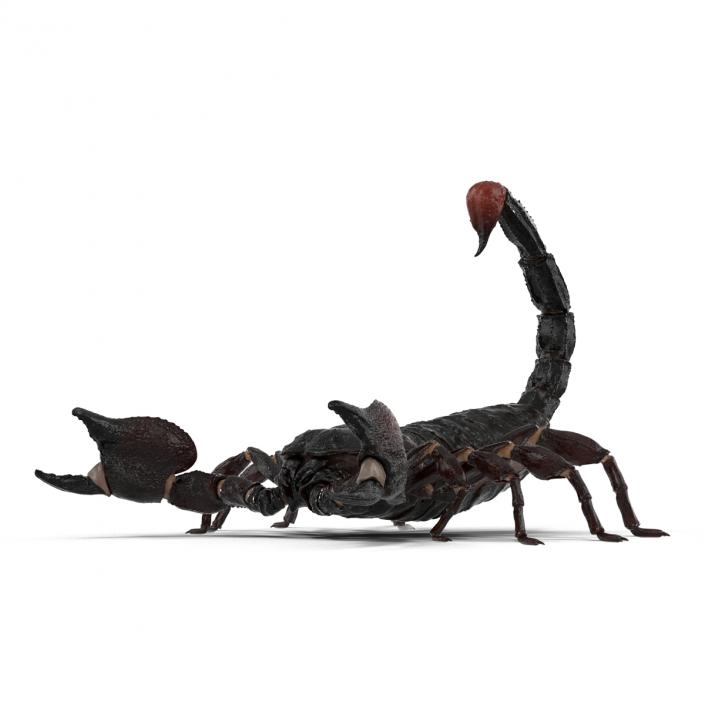 3D Black Scorpion Pose 2