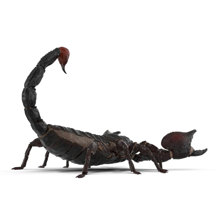 3D Black Scorpion Pose 2