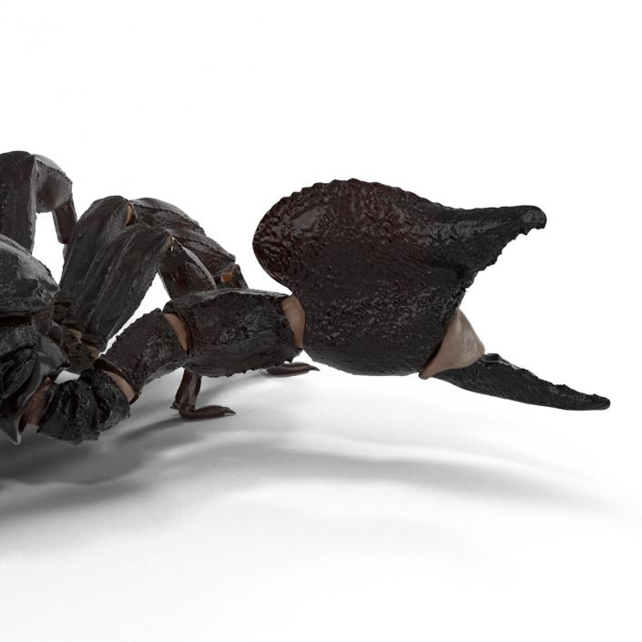 3D Black Scorpion Pose 2