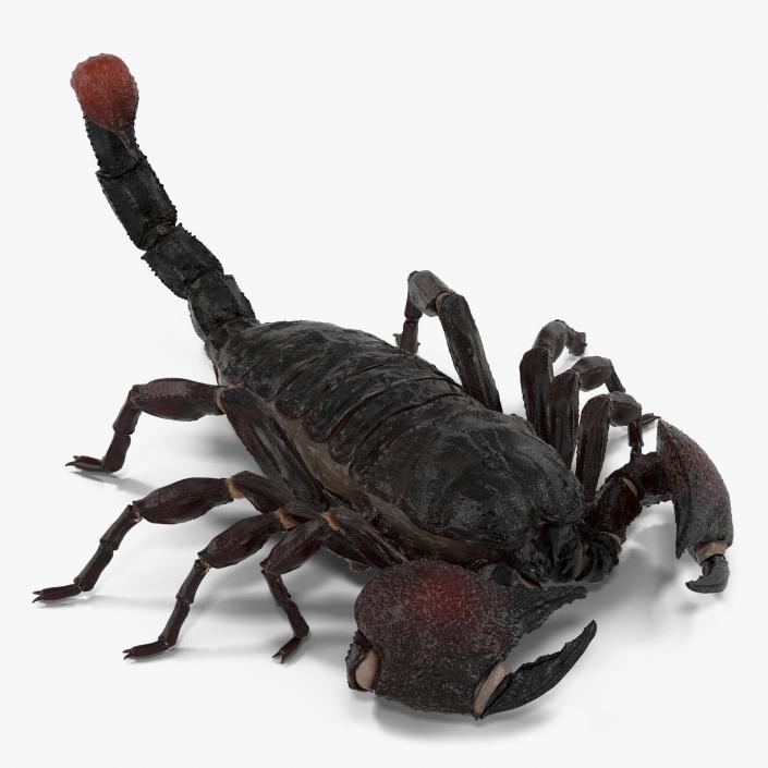 3D Black Scorpion Pose 3