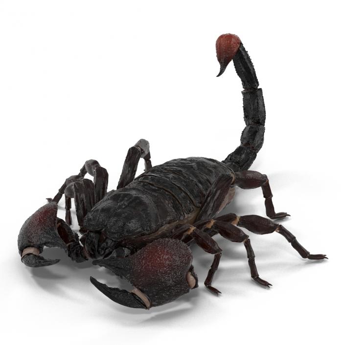 3D Black Scorpion Pose 3