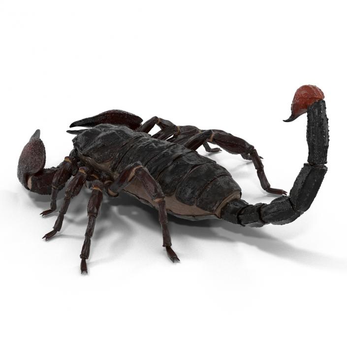 3D Black Scorpion Pose 3