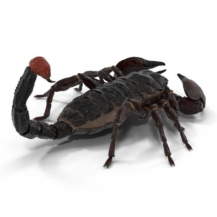 3D Black Scorpion Pose 3