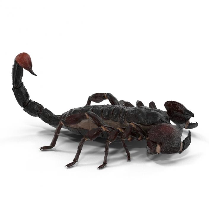 3D Black Scorpion Pose 3