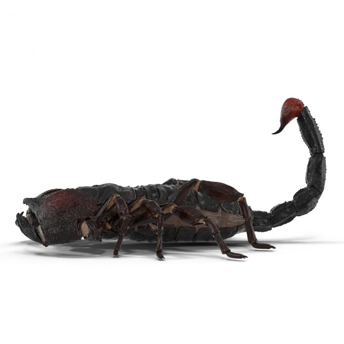 3D Black Scorpion Pose 3