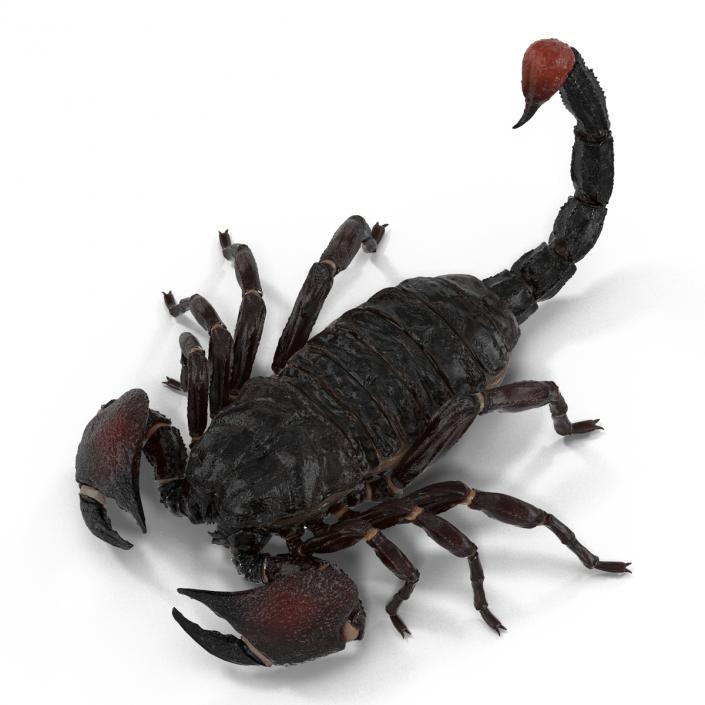 3D Black Scorpion Pose 3