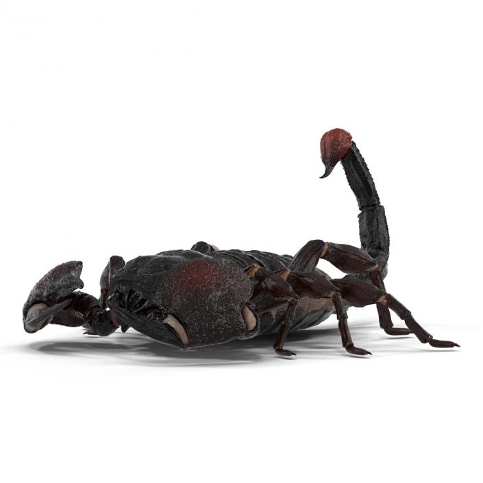 3D Black Scorpion Pose 3