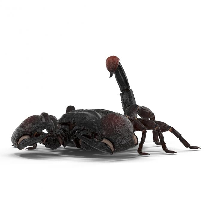 3D Black Scorpion Pose 3