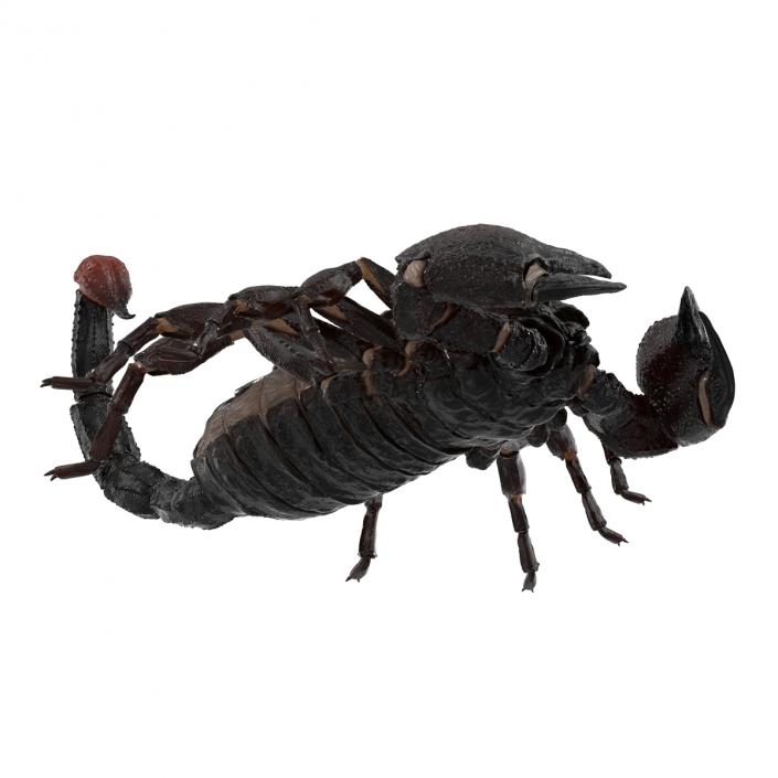 3D Black Scorpion Pose 3