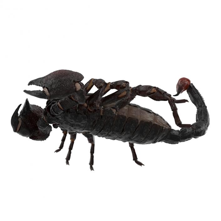 3D Black Scorpion Pose 3