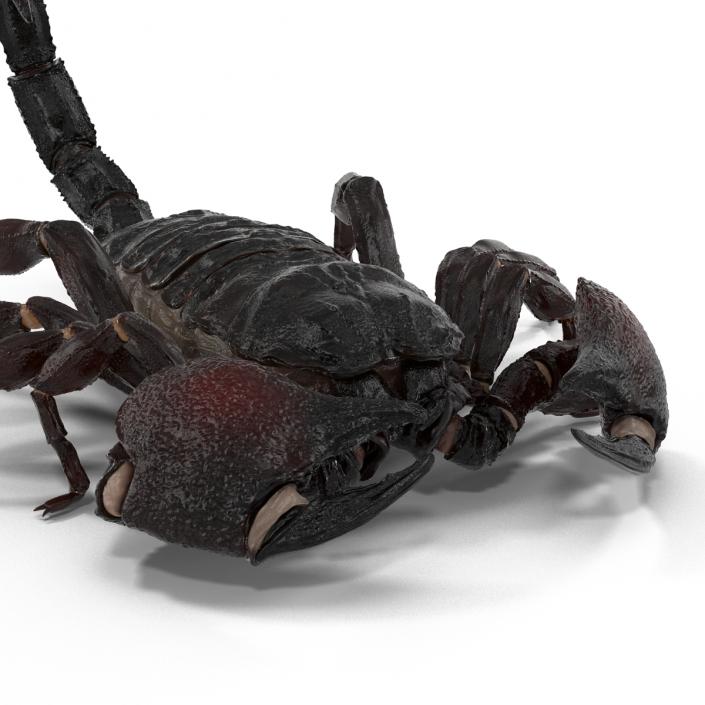 3D Black Scorpion Pose 3