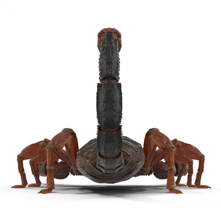 3D model Scorpion