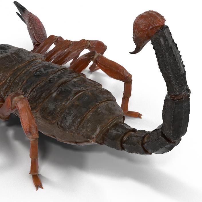 3D model Scorpion