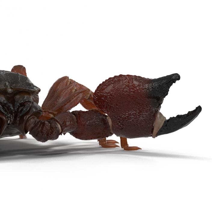 3D model Scorpion