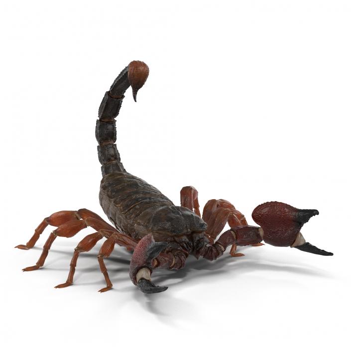 3D model Scorpion Pose 2