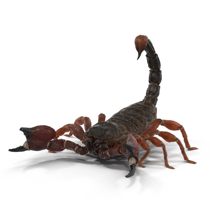 3D model Scorpion Pose 2