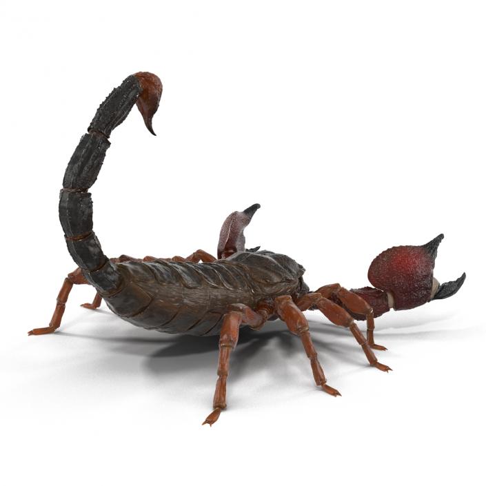 3D model Scorpion Pose 2