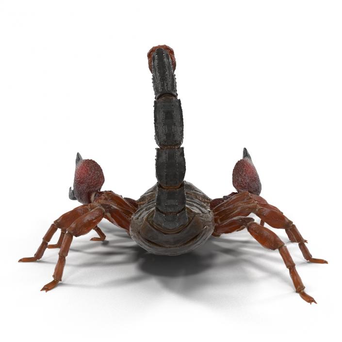 3D model Scorpion Pose 2