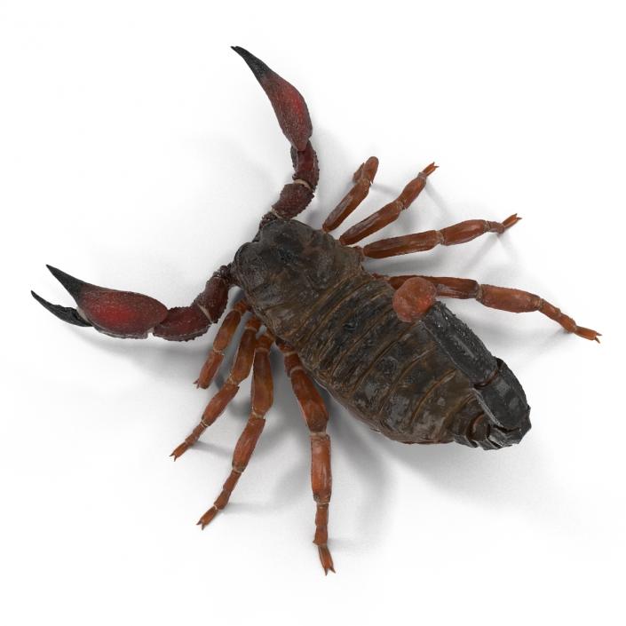 3D model Scorpion Pose 2