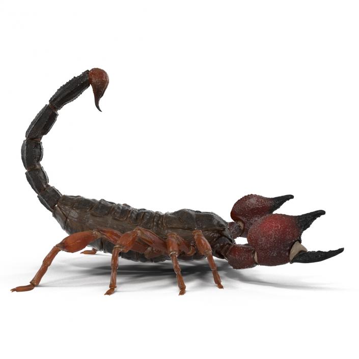 3D model Scorpion Pose 2