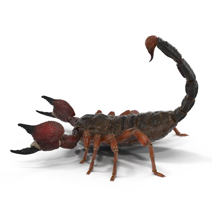 3D model Scorpion Pose 2