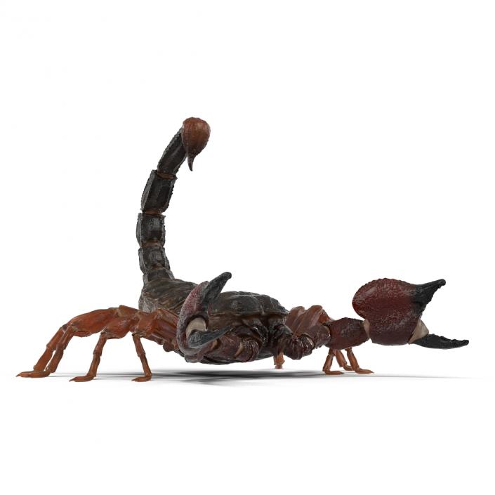 3D model Scorpion Pose 2