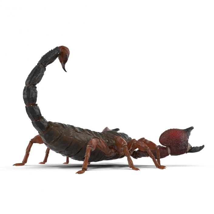 3D model Scorpion Pose 2