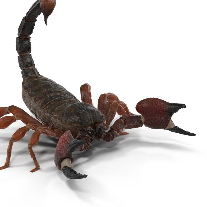 3D model Scorpion Pose 2