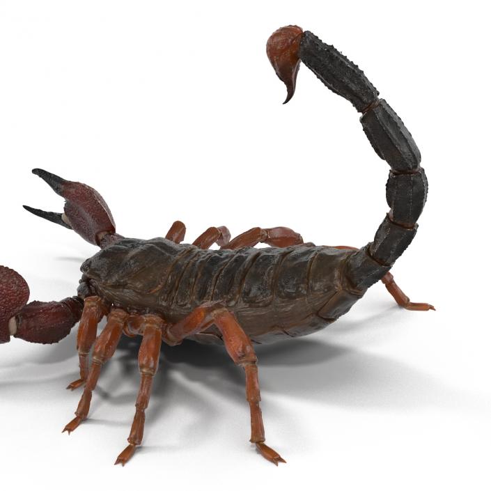 3D model Scorpion Pose 2