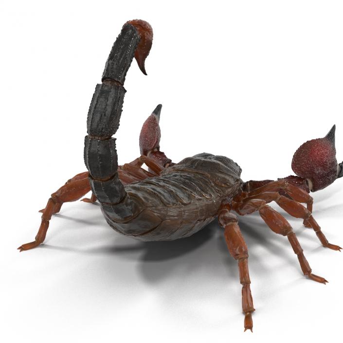 3D model Scorpion Pose 2