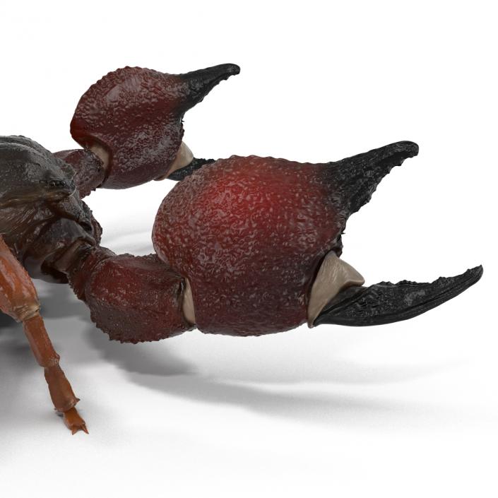 3D model Scorpion Pose 2