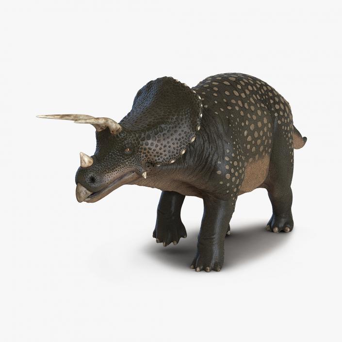 3D Triceratops Pose 3 model