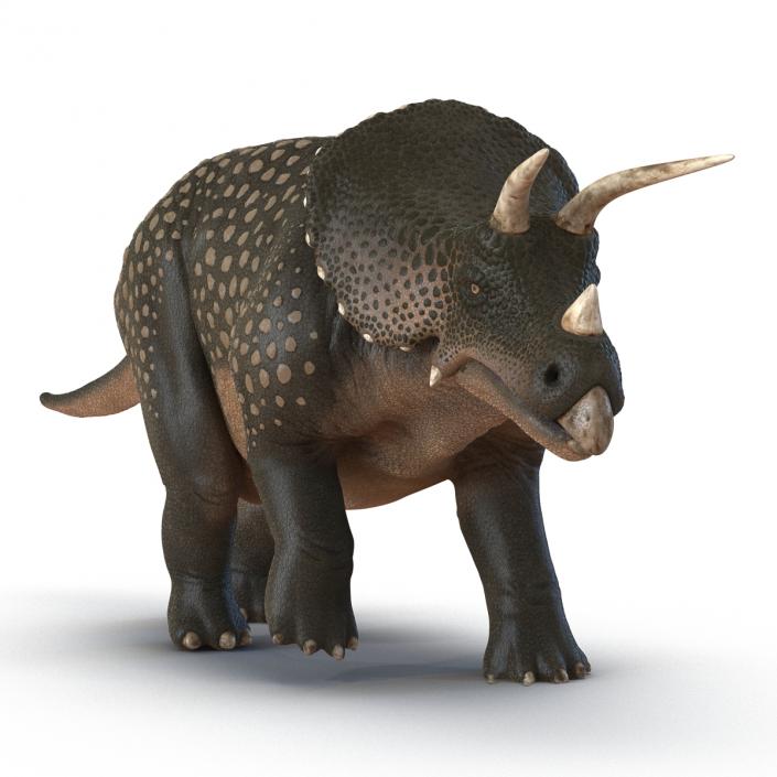 3D Triceratops Pose 3 model