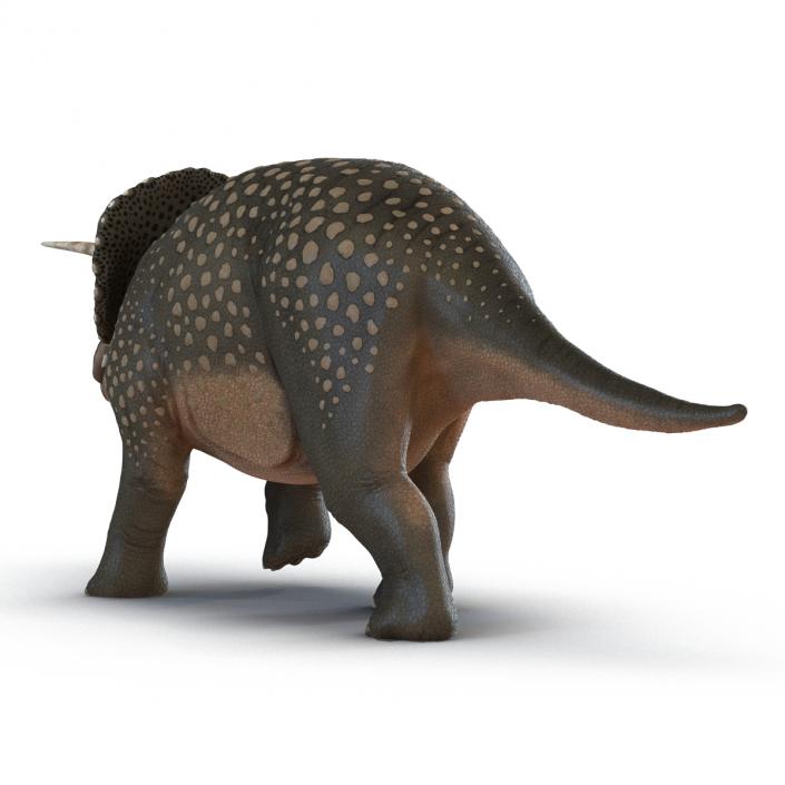 3D Triceratops Pose 3 model