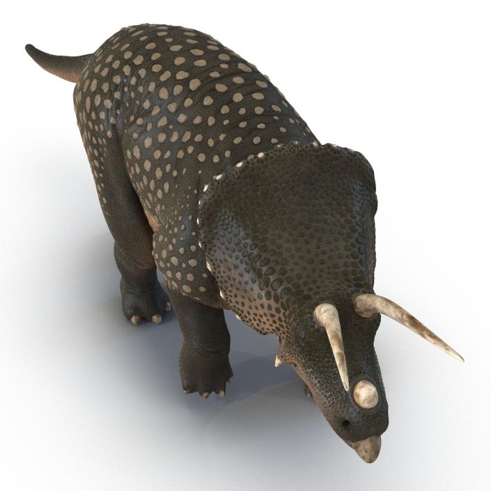 3D Triceratops Pose 3 model