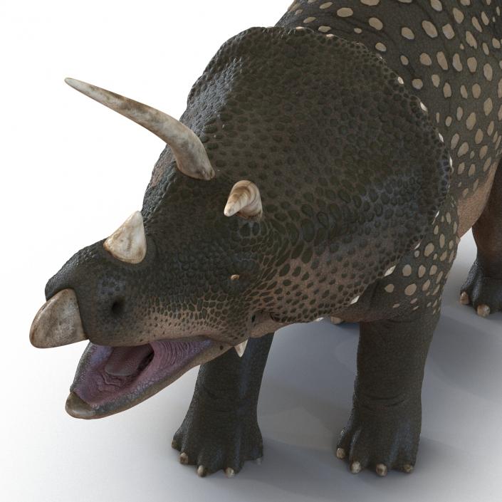 3D Triceratops Pose 2 model