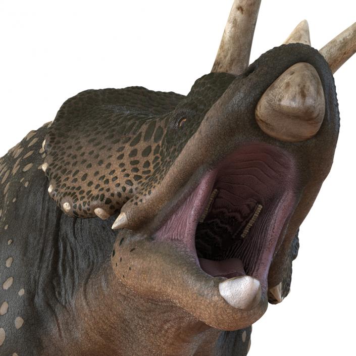 3D Triceratops Pose 2 model