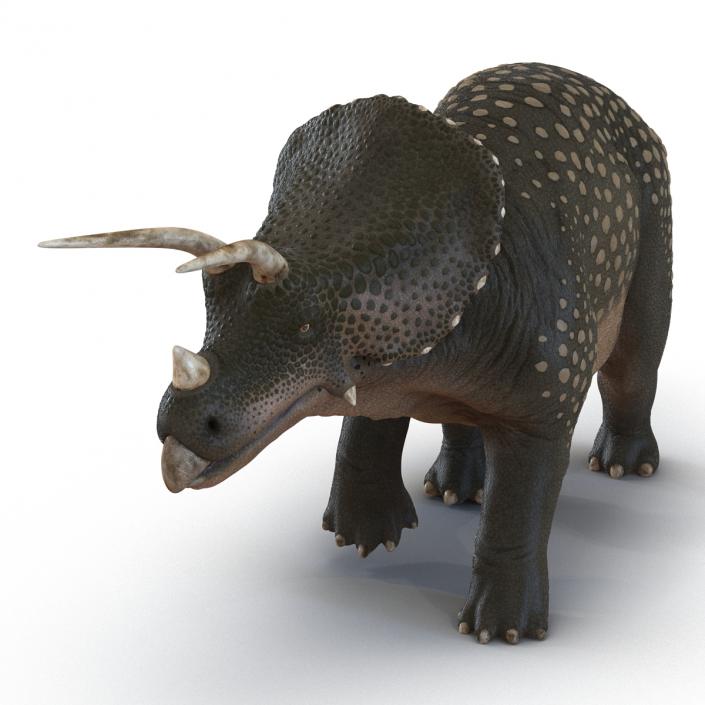 3D Triceratops Pose 3 model