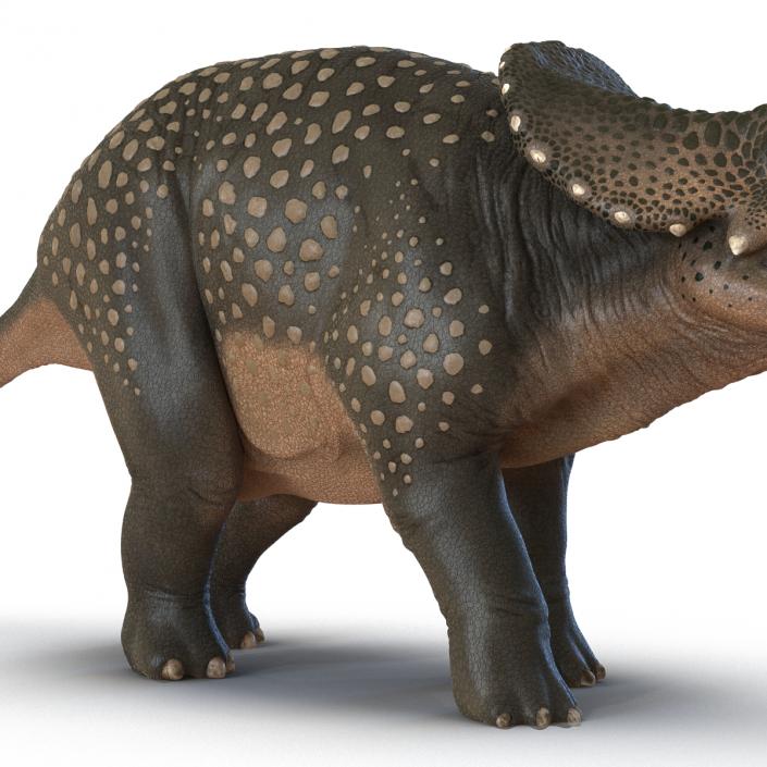 3D Triceratops Pose 2 model