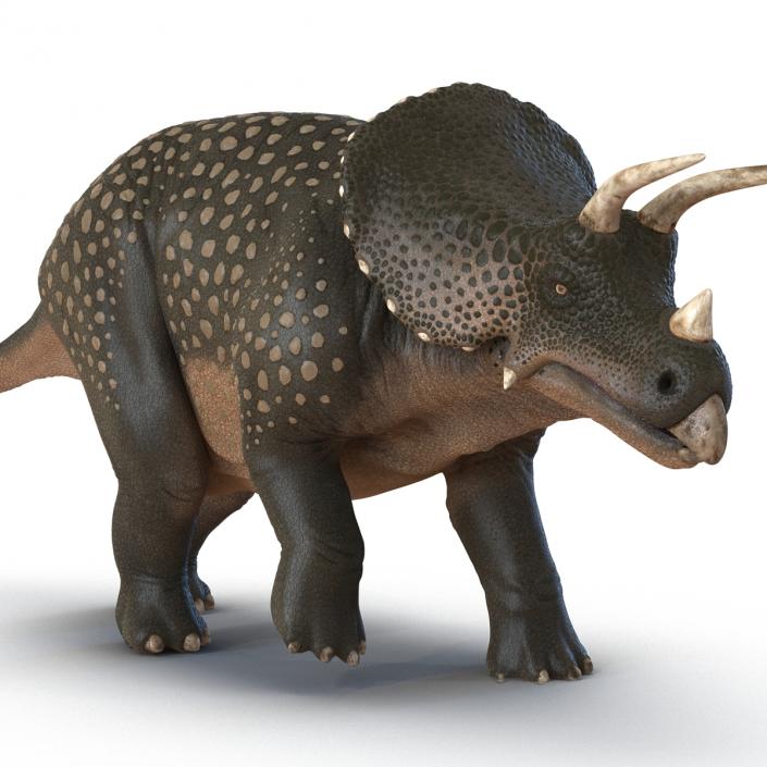 3D Triceratops Pose 3 model