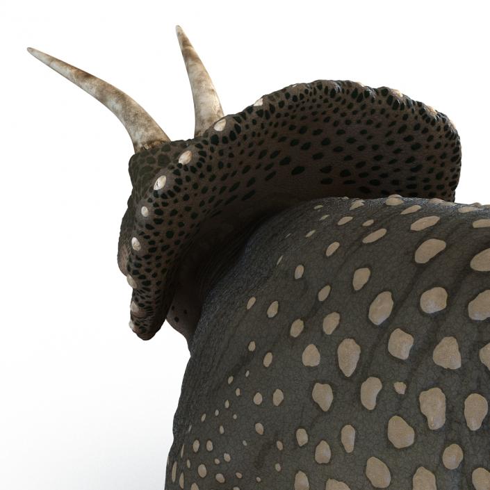 3D Triceratops Pose 3 model