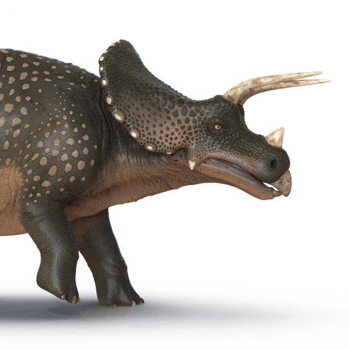 3D Triceratops Pose 3 model