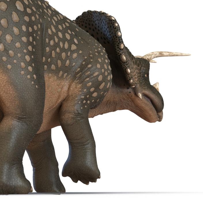 3D Triceratops Pose 3 model