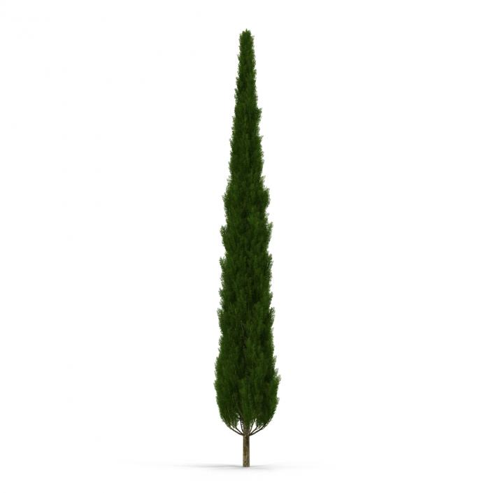 Cypress Tree 3 3D model