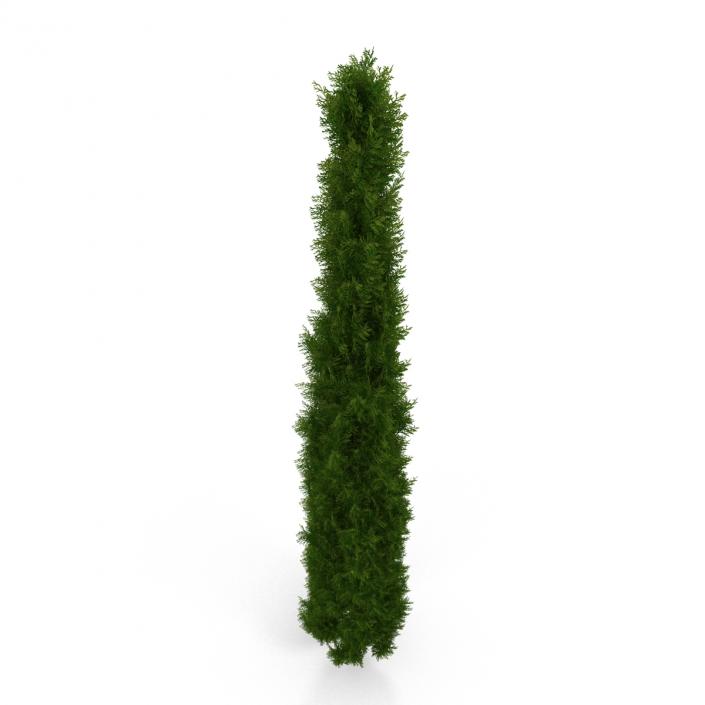 Cypress Tree 3 3D model