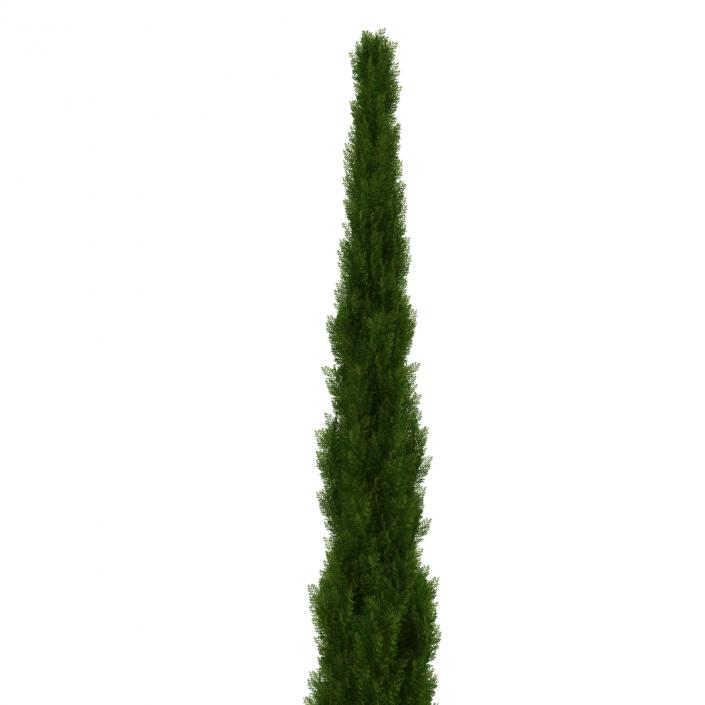 Cypress Tree 3 3D model