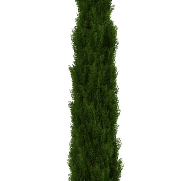 Cypress Tree 3 3D model