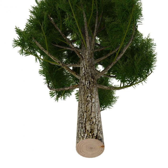 Cypress Tree 3 3D model